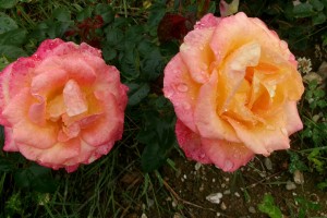BRITANNIA (hybrid tea)
